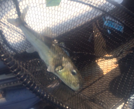 fish.JPG