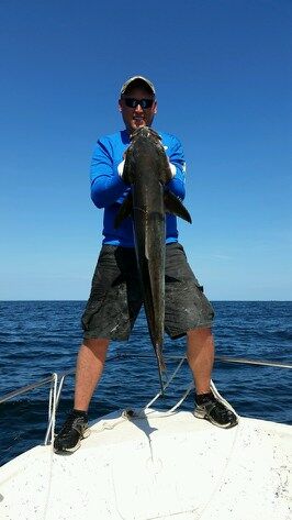 cobia.jpg