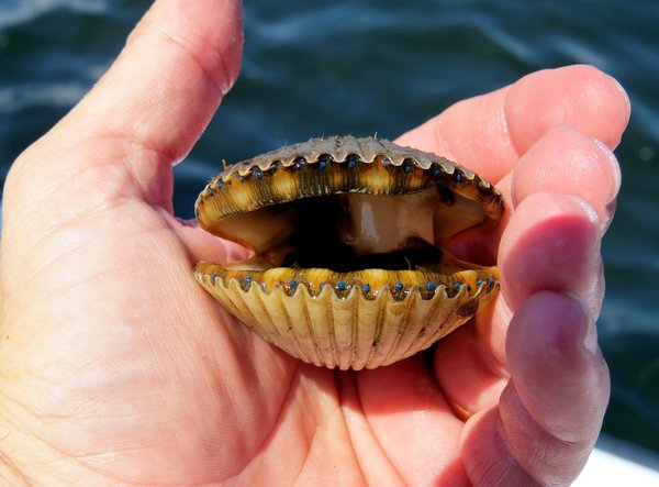 Scallop.jpg