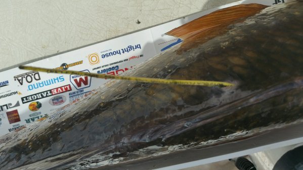 CCA tagged red Close up.jpg