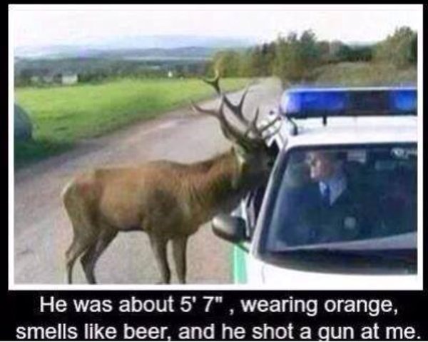 animal complaint.jpg