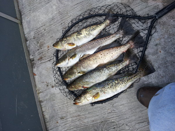 11.25 pounds all under 20 inches.