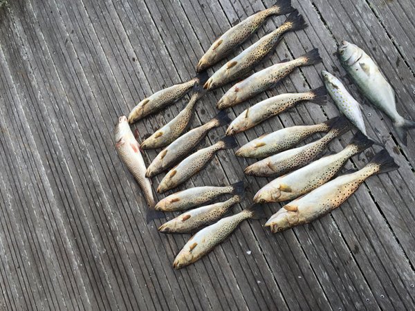 image.jpeg (3.59 MiB) Viewed 3953 times Red