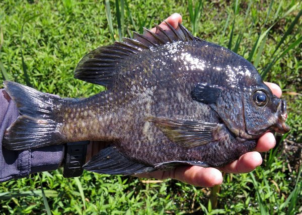 Bluegill2.jpg