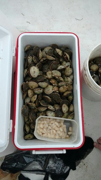 scallops.jpg