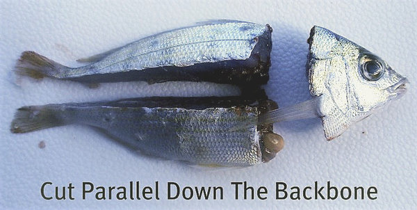 cut_pinfish.jpg