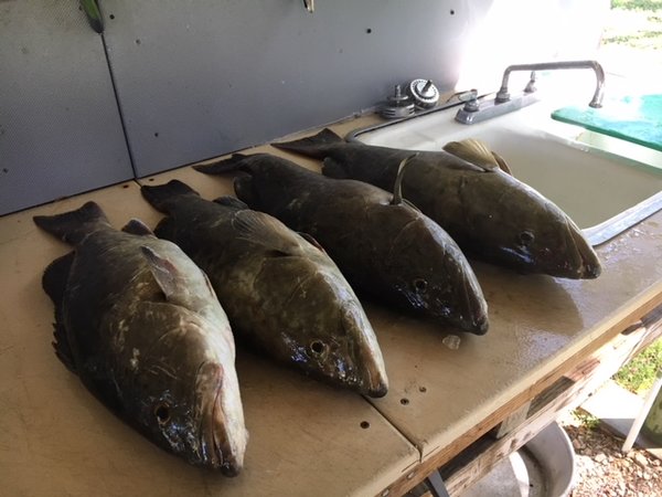 FISH.JPG