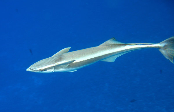 istock_000005072881small.jpg