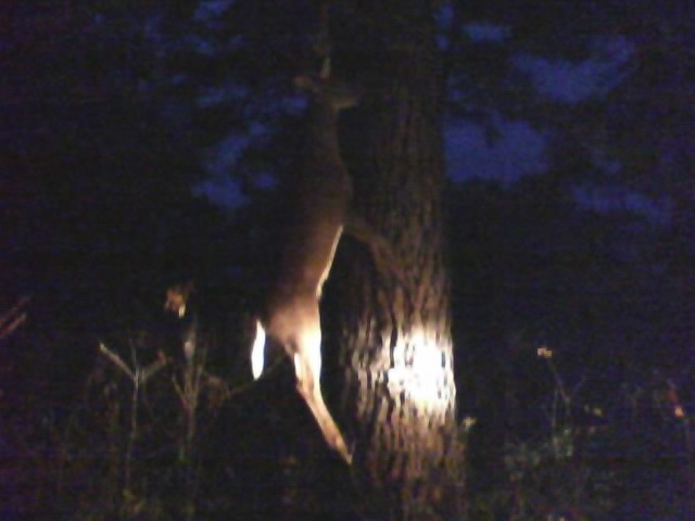 9 pt. non-typical.jpeg