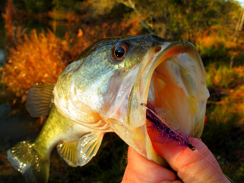 clearcreek_bass.JPG