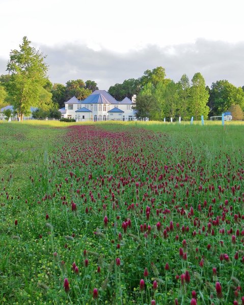 Crimson Clover.jpg