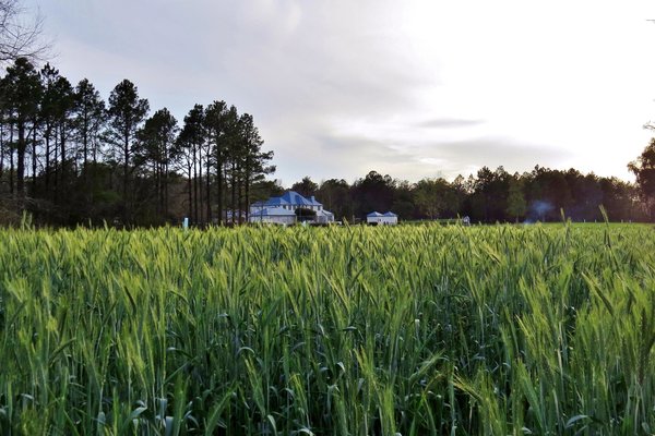 Triticale Plot.jpg