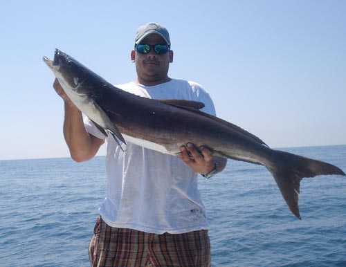 cobia.jpg