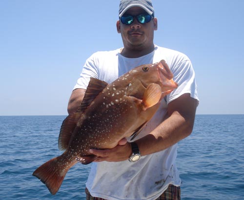 redgrouper.jpg