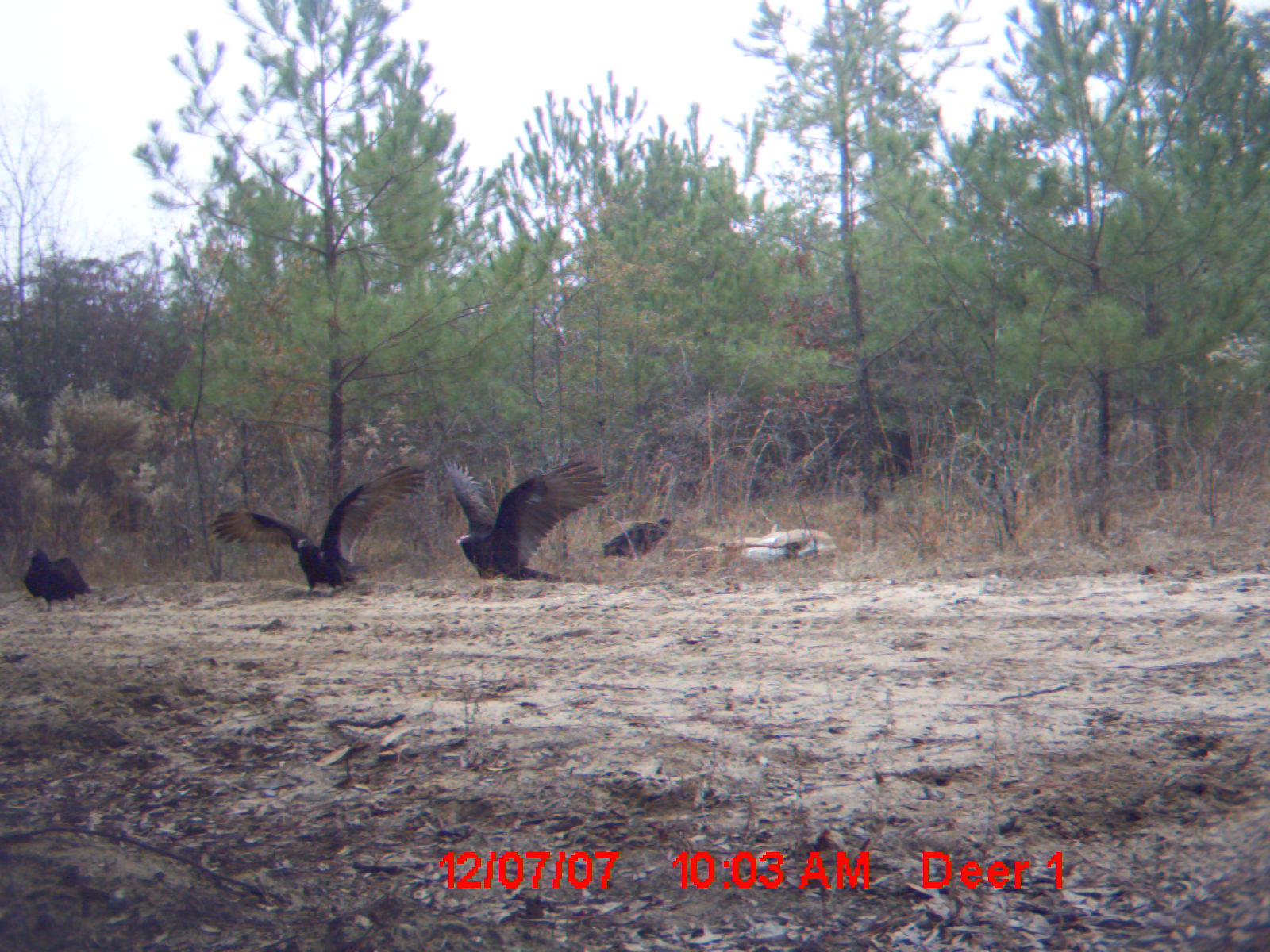 Decoy fell over and buzzards are trying to eat it