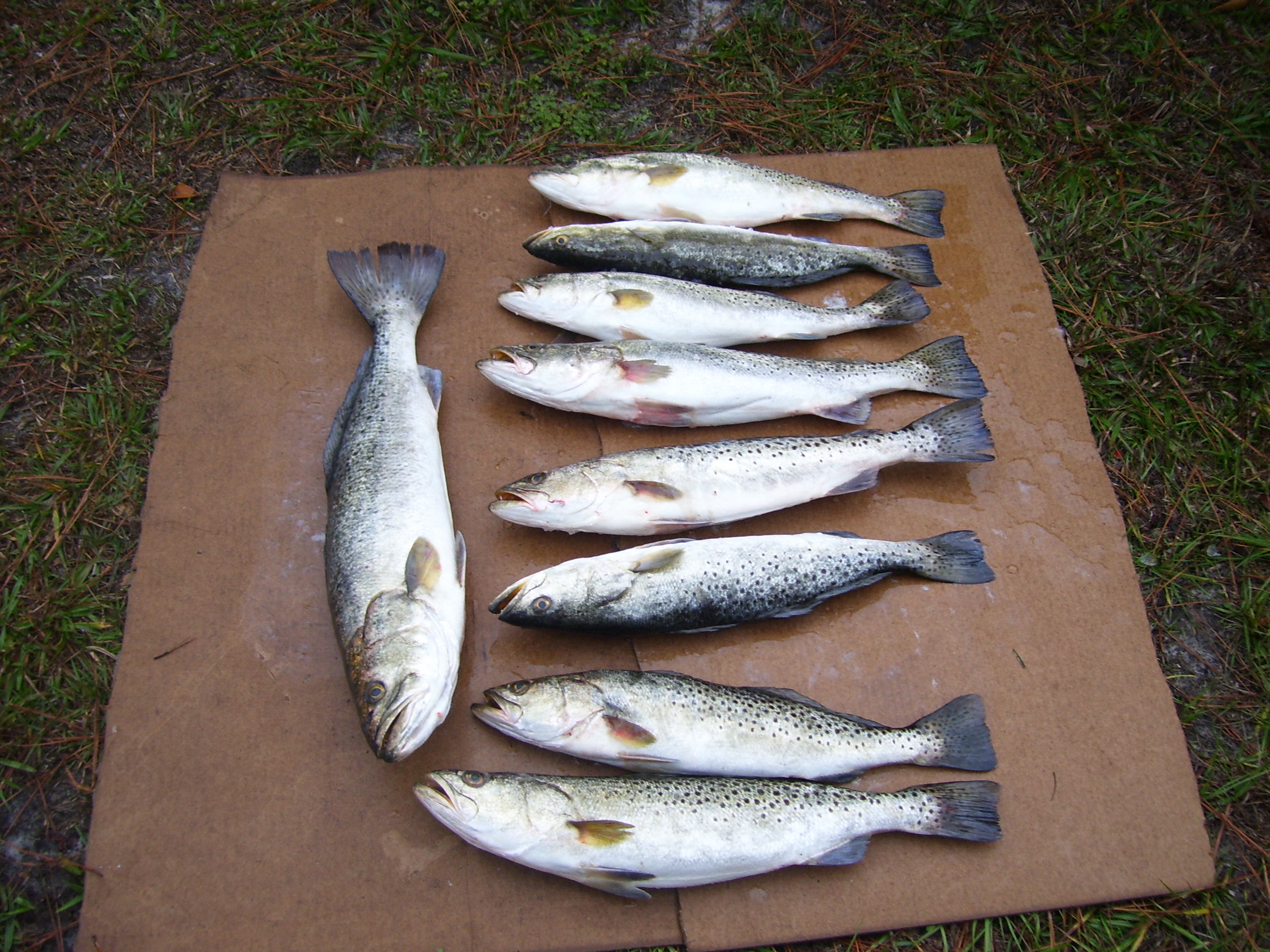 WAM's BIG fish of the day!